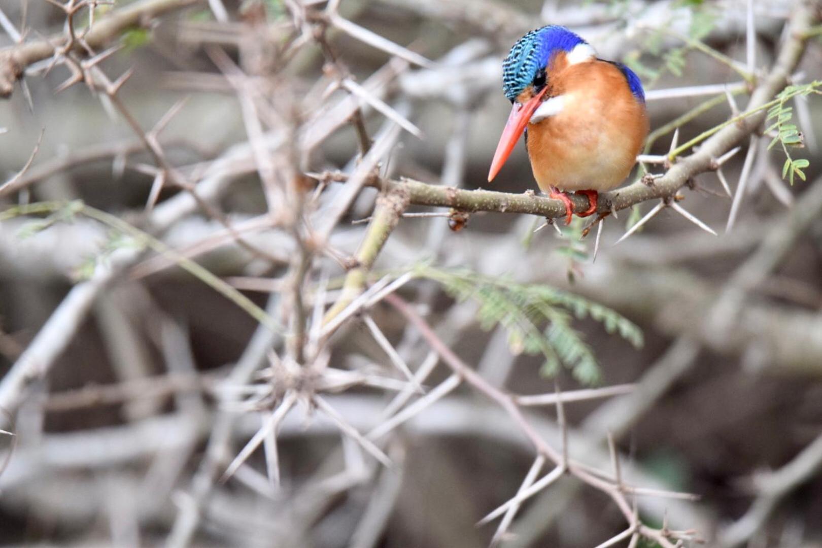 Chobe House Villa And Chalets カサネ エクステリア 写真